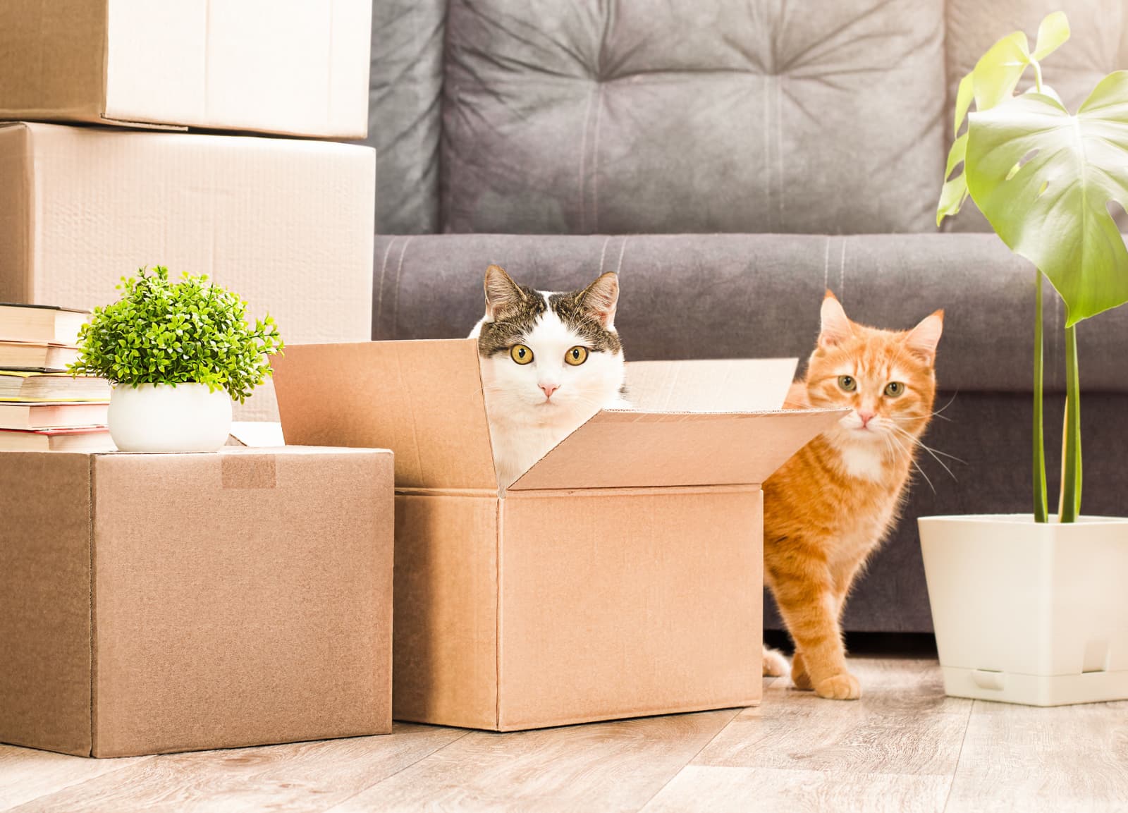 Moving with Pets: Tips for a Stress-Free Transition