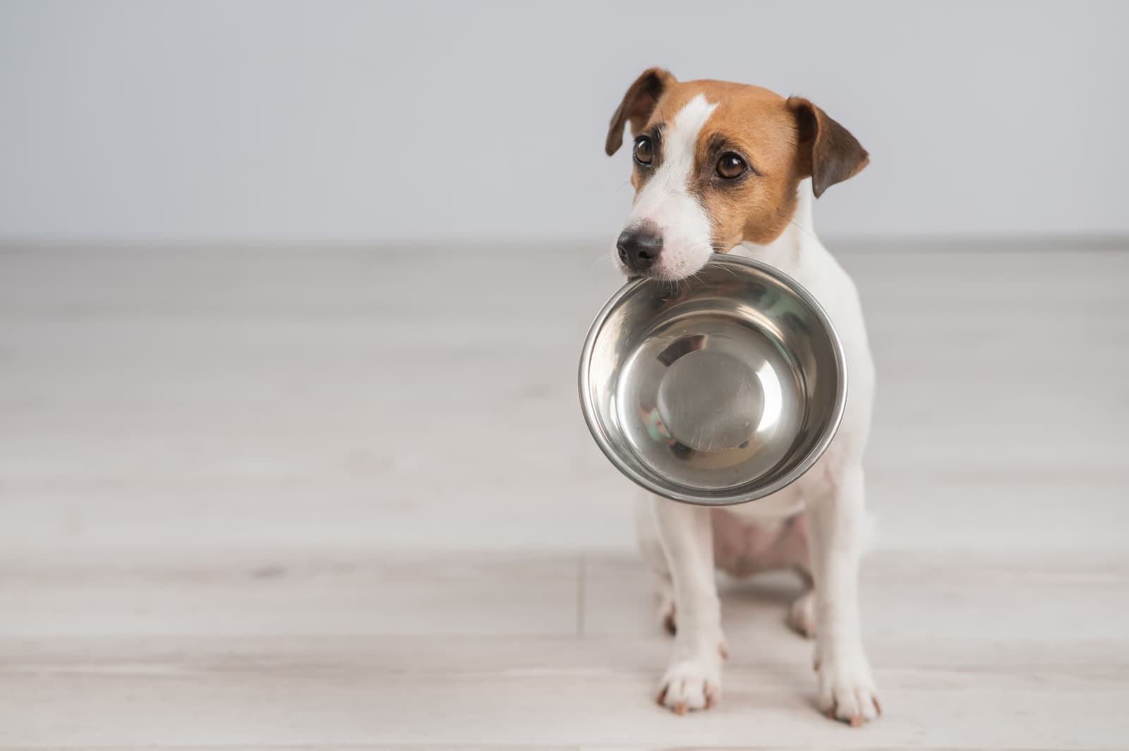 Renter-Friendly Pet Setup: Floors, Gates, Odor Control, and Routines